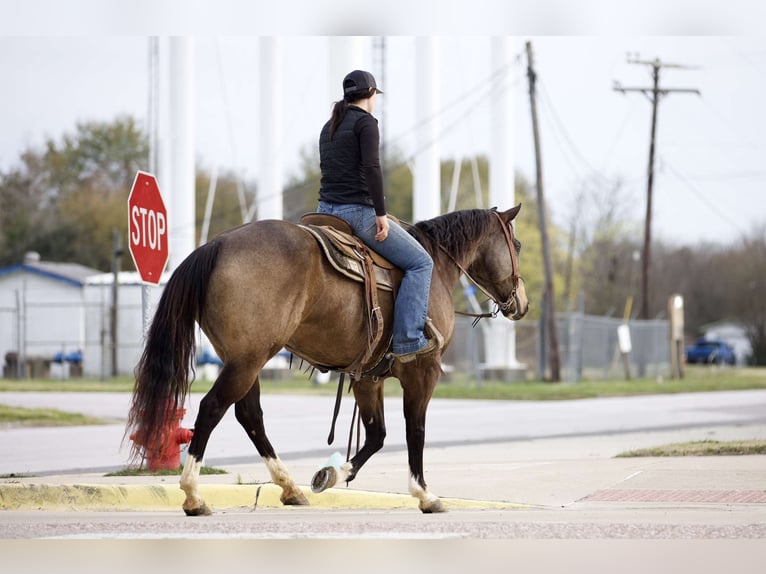 American Quarter Horse Wałach 8 lat 157 cm Jelenia in Rusk, TX