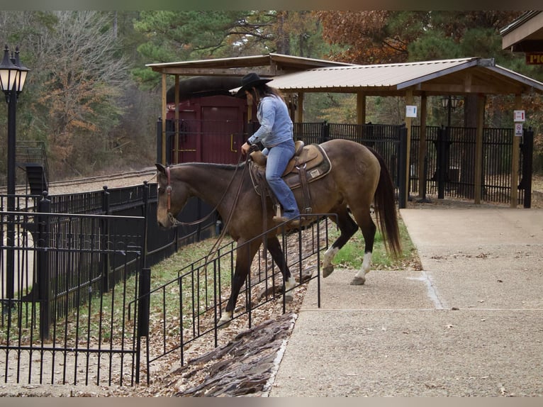 American Quarter Horse Wałach 8 lat 157 cm Jelenia in RUsk TX