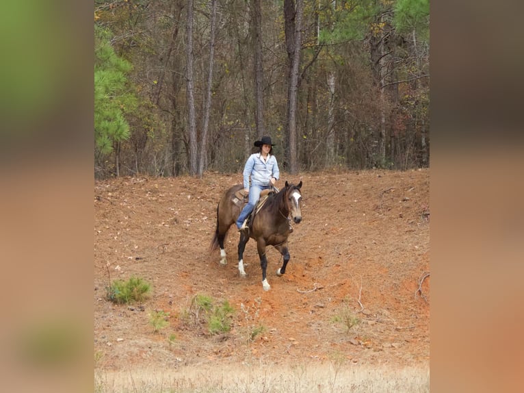 American Quarter Horse Wałach 8 lat 157 cm Jelenia in RUsk TX