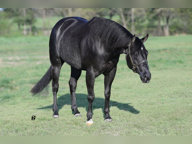 American Quarter Horse Wałach 8 lat 157 cm Kara in Whitesboro