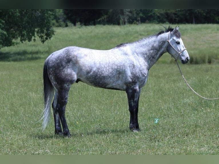 American Quarter Horse Wałach 8 lat 157 cm Siwa jabłkowita in Carthage TX