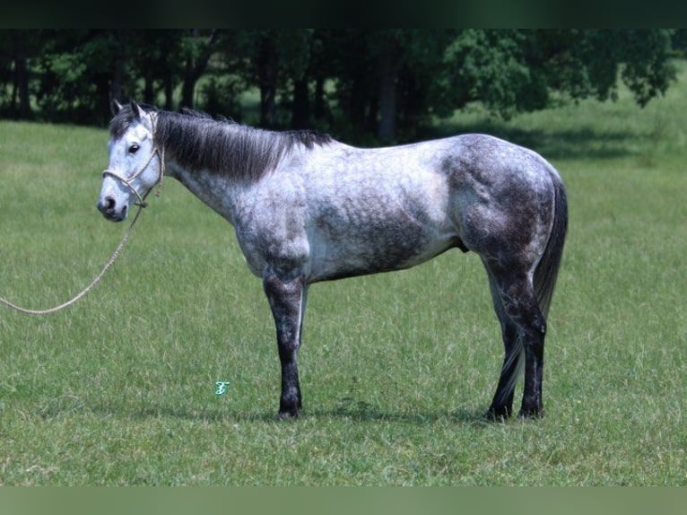 American Quarter Horse Wałach 8 lat 157 cm Siwa jabłkowita in Carthage TX