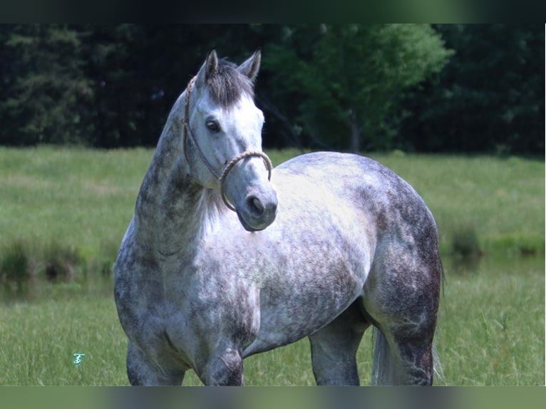 American Quarter Horse Wałach 8 lat 157 cm Siwa jabłkowita in Carthage TX