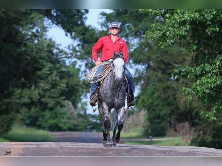 American Quarter Horse Wałach 8 lat 157 cm Siwa jabłkowita in Carthage TX