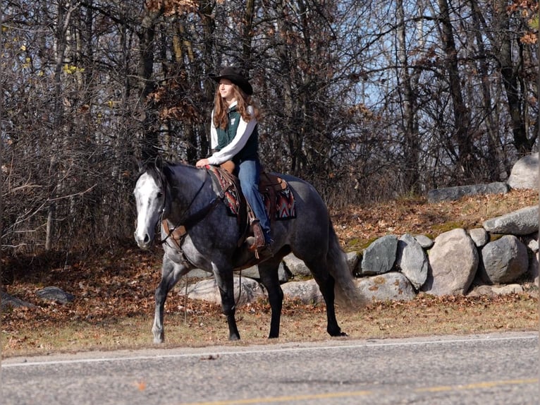 American Quarter Horse Wałach 8 lat 157 cm Siwa in Nevis, MN