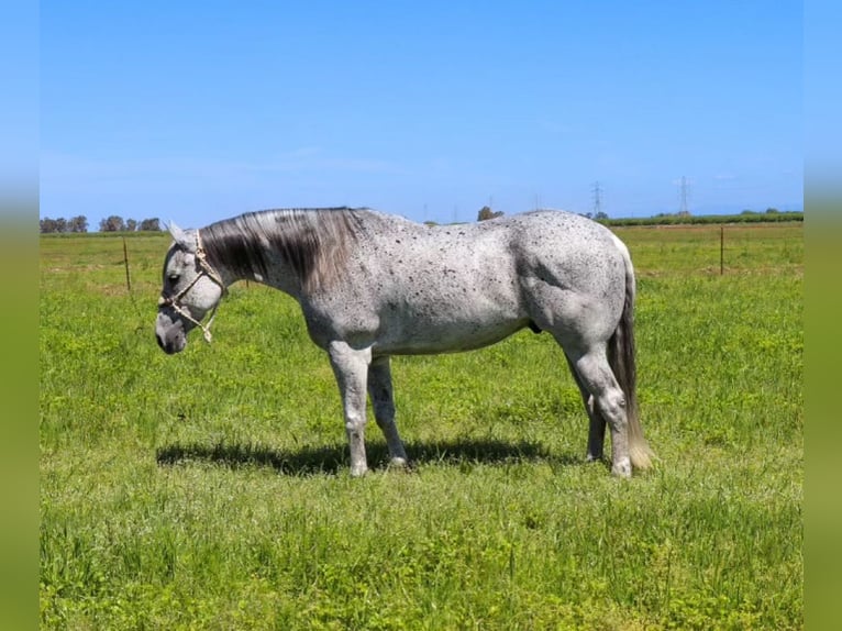 American Quarter Horse Wałach 8 lat 157 cm Siwa in Pleasant Grove CA