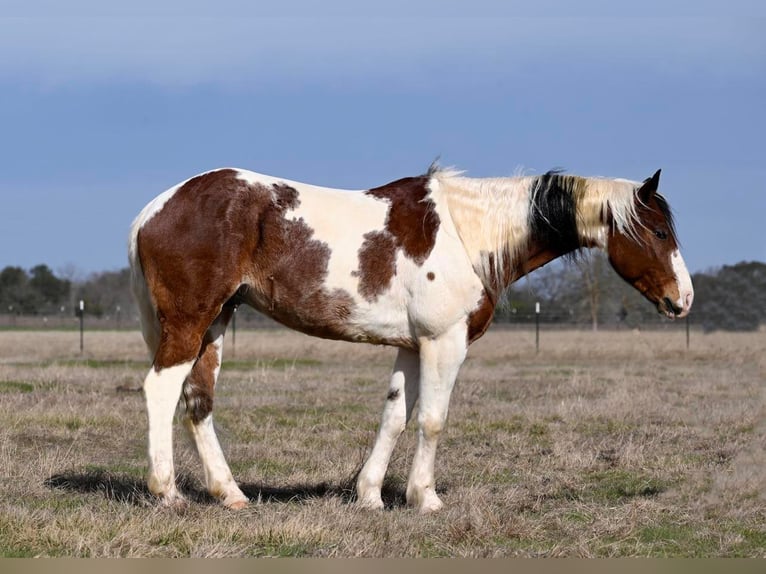 American Quarter Horse Wałach 8 lat 157 cm Tobiano wszelkich maści in Waco TX