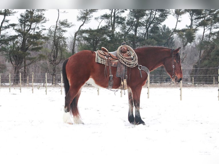 American Quarter Horse Wałach 8 lat 160 cm Gniada in North Judson IN