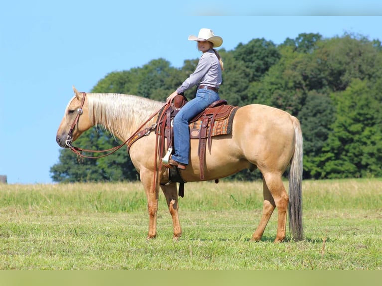 American Quarter Horse Wałach 8 lat 160 cm Izabelowata in Shippenville, PA