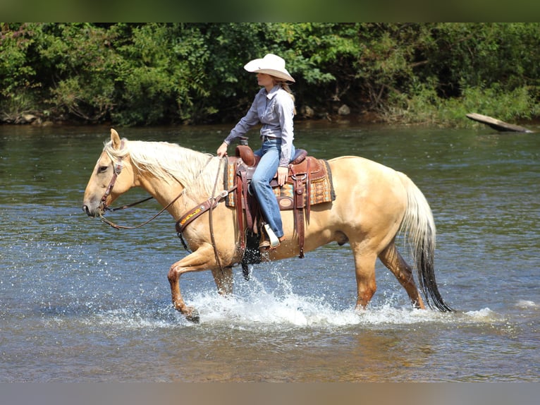 American Quarter Horse Wałach 8 lat 160 cm Izabelowata in Shippenville, PA