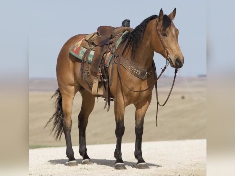 American Quarter Horse Wałach 8 lat 160 cm Jelenia in Dover, OH