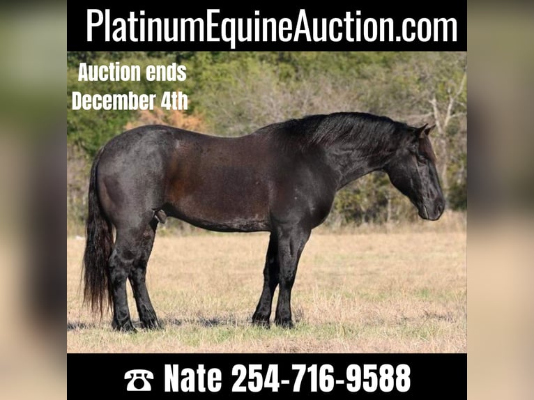 American Quarter Horse Wałach 8 lat 160 cm Karodereszowata in Waco TX