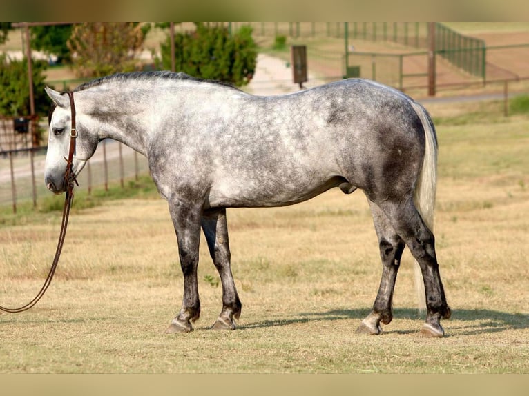 American Quarter Horse Wałach 8 lat 160 cm Siwa jabłkowita in Joshua TX