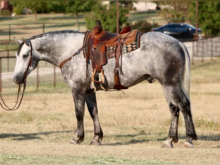 American Quarter Horse Wałach 8 lat 160 cm Siwa jabłkowita in Joshua TX