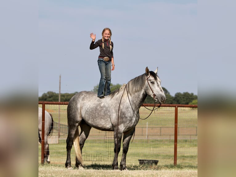 American Quarter Horse Wałach 8 lat 160 cm Siwa jabłkowita in Joshua TX