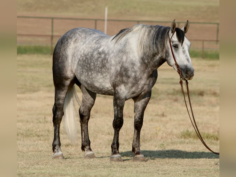 American Quarter Horse Wałach 8 lat 160 cm Siwa jabłkowita in Joshua TX