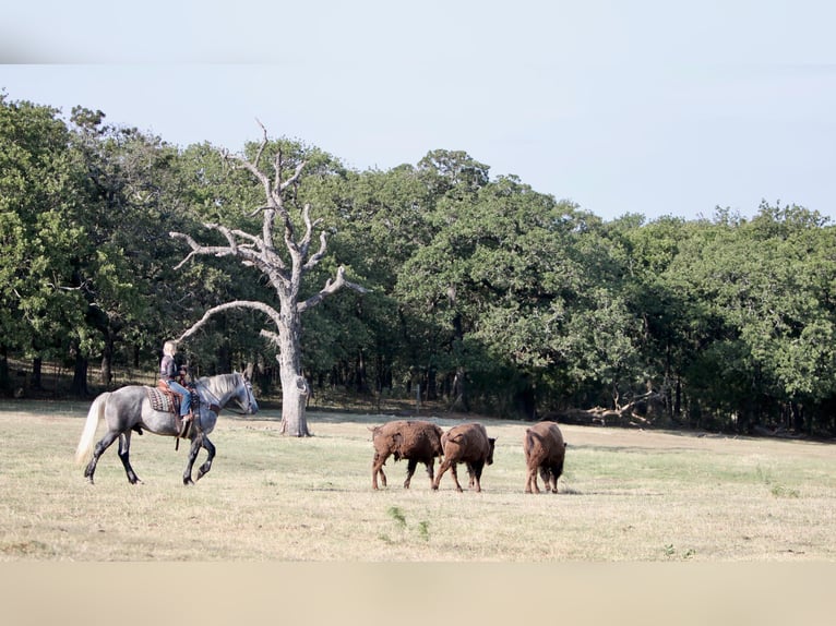 American Quarter Horse Wałach 8 lat 160 cm Siwa jabłkowita in Joshua TX