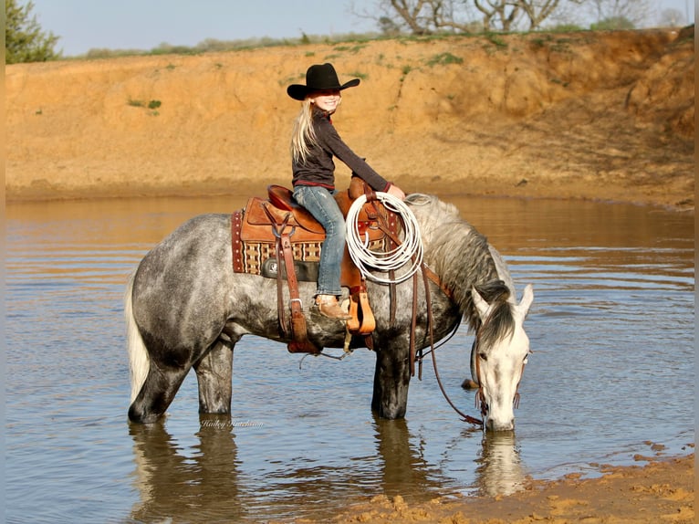 American Quarter Horse Wałach 8 lat 160 cm Siwa jabłkowita in Joshua TX