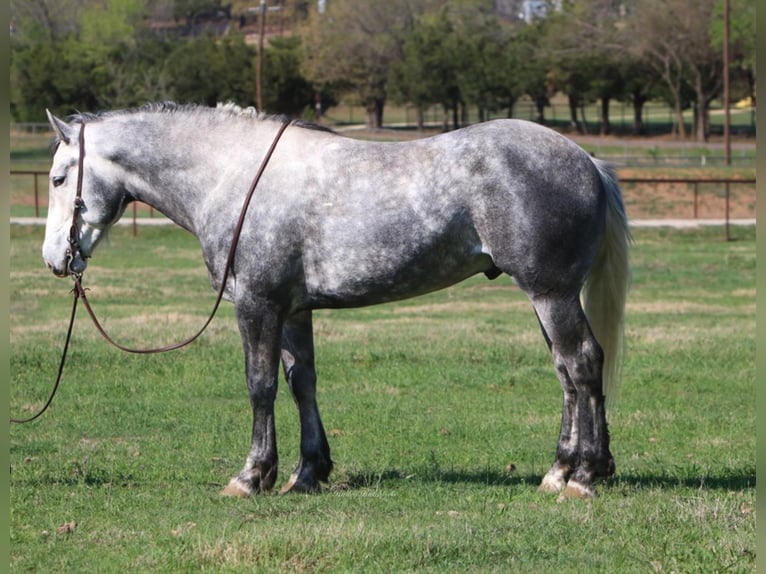 American Quarter Horse Wałach 8 lat 160 cm Siwa jabłkowita in Joshua TX