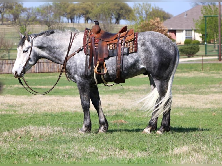 American Quarter Horse Wałach 8 lat 160 cm Siwa jabłkowita in Joshua TX