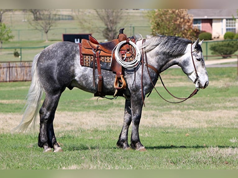 American Quarter Horse Wałach 8 lat 160 cm Siwa jabłkowita in Joshua TX