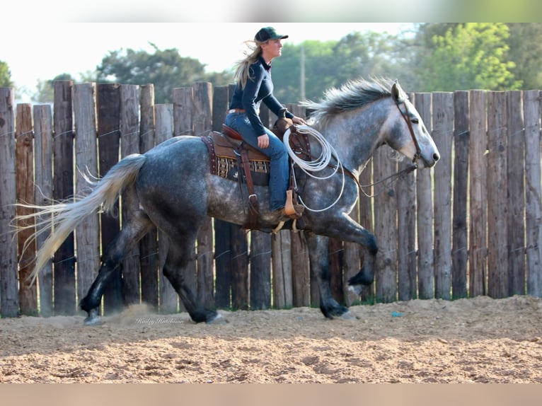 American Quarter Horse Wałach 8 lat 160 cm Siwa jabłkowita in Joshua TX