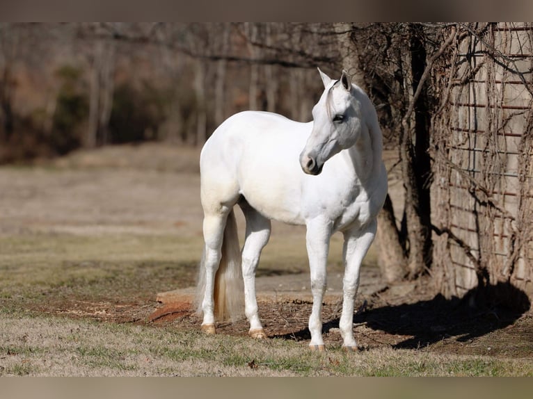 American Quarter Horse Wałach 8 lat 160 cm Siwa in MT Hope AL