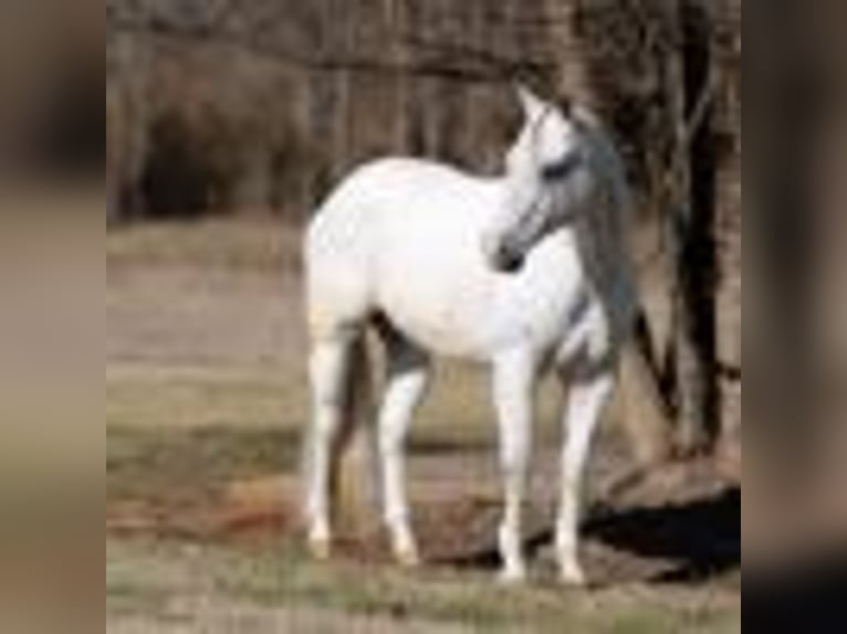 American Quarter Horse Wałach 8 lat 160 cm Siwa in Mt Hope AL