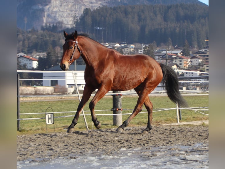 American Quarter Horse Wałach 8 lat 162 cm Gniada in Kirchbichl