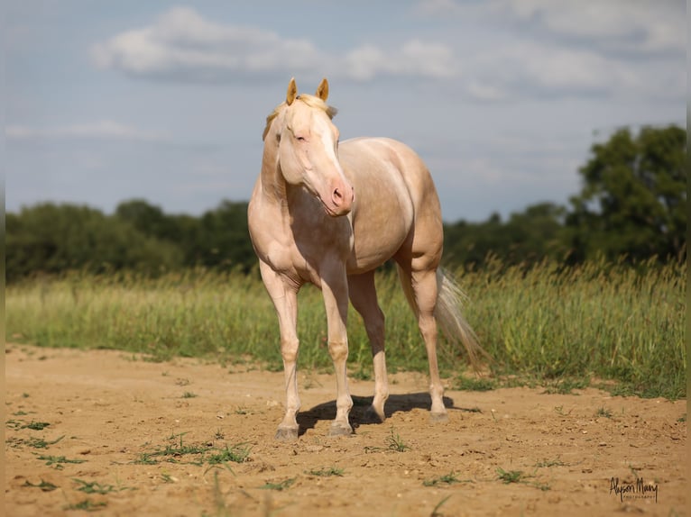 American Quarter Horse Wałach 8 lat 163 cm Cremello in Bellevue, IA