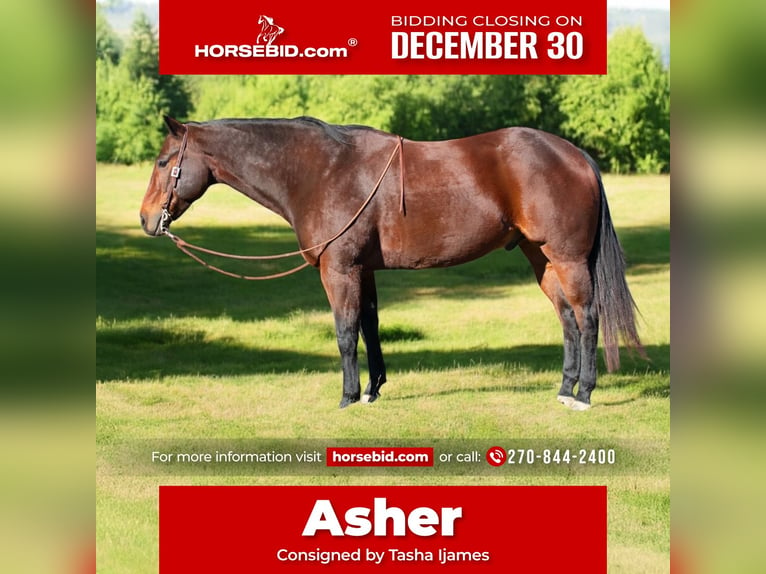 American Quarter Horse Wałach 8 lat 163 cm Gniada in Henderson, KY