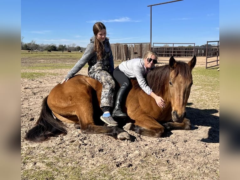 American Quarter Horse Wałach 8 lat 163 cm Jelenia in Ravenna, TX