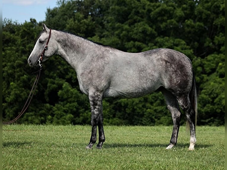 American Quarter Horse Wałach 8 lat 163 cm Siwa jabłkowita in Mount Vernon, KY