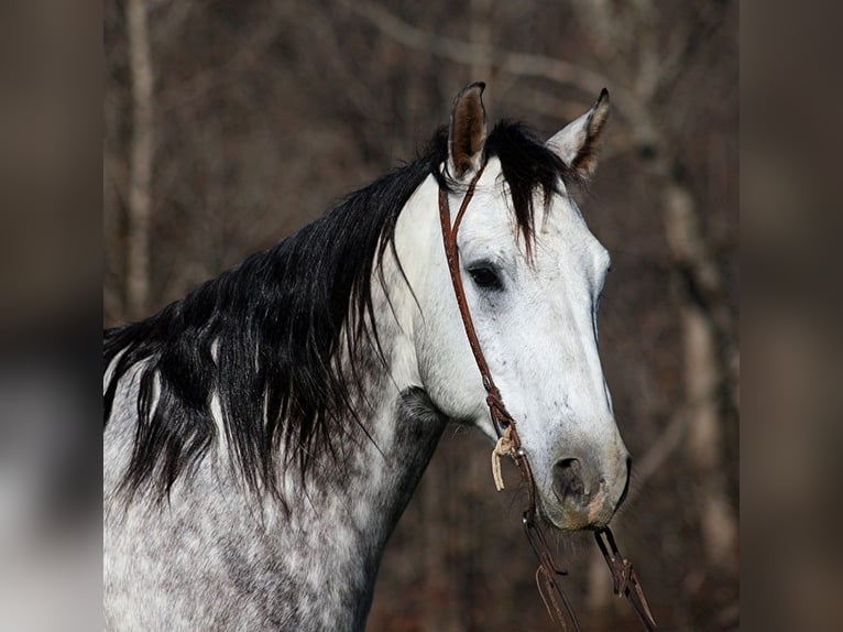 American Quarter Horse Wałach 8 lat 163 cm Siwa jabłkowita in Somerset