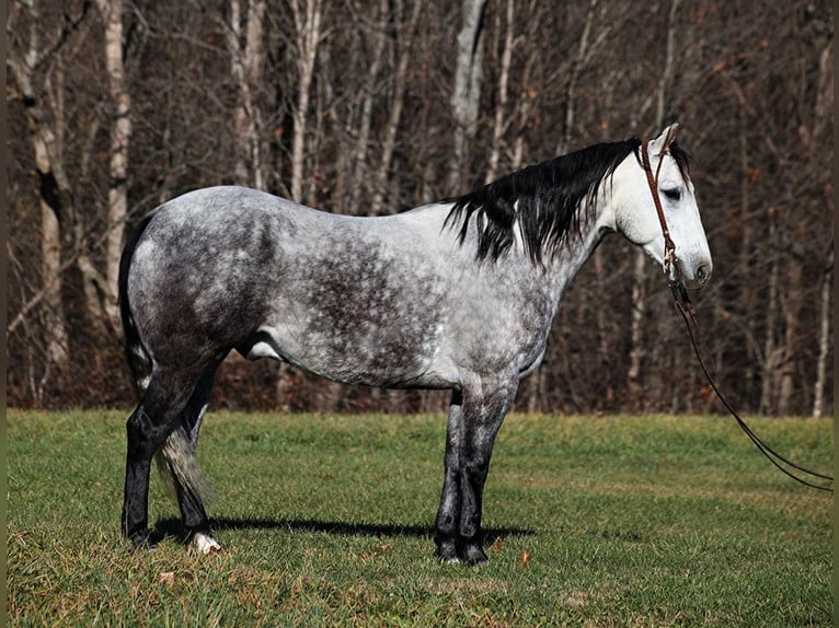 American Quarter Horse Wałach 8 lat 163 cm Siwa jabłkowita in Somerset