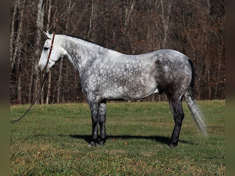 American Quarter Horse Wałach 8 lat 163 cm Siwa jabłkowita in Somerset