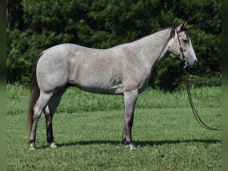 American Quarter Horse Wałach 8 lat 163 cm Siwa in Mount Vernon