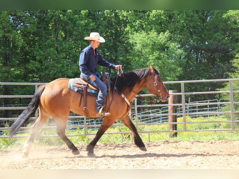 American Quarter Horse Wałach 8 lat 170 cm Bułana in Charlotte NC