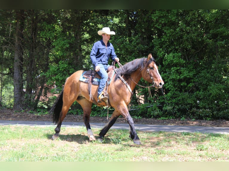 American Quarter Horse Wałach 8 lat 170 cm Bułana in Charlotte NC