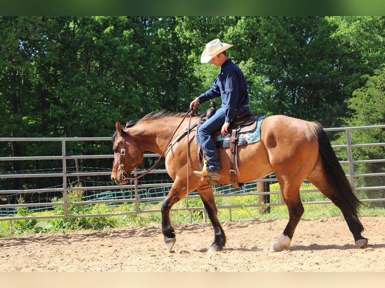 American Quarter Horse Wałach 8 lat 170 cm Bułana in Charlotte NC