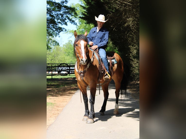 American Quarter Horse Wałach 8 lat 170 cm Bułana in Charlotte NC