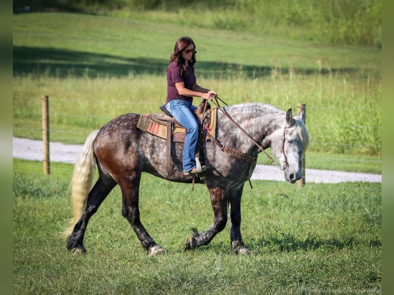 American Quarter Horse Wałach 8 lat 173 cm Siwa jabłkowita in Auburn KY