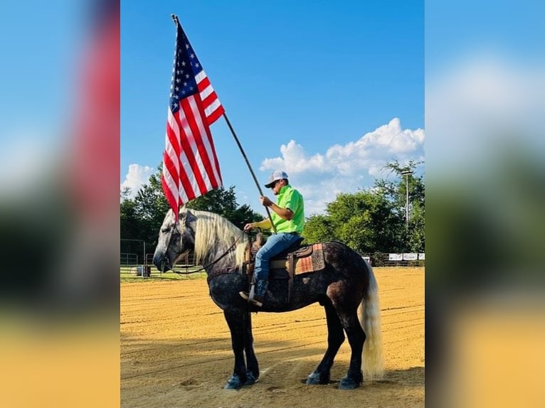 American Quarter Horse Wałach 8 lat 173 cm Siwa jabłkowita in Auburn KY