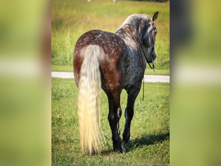 American Quarter Horse Wałach 8 lat 173 cm Siwa jabłkowita in Auburn KY