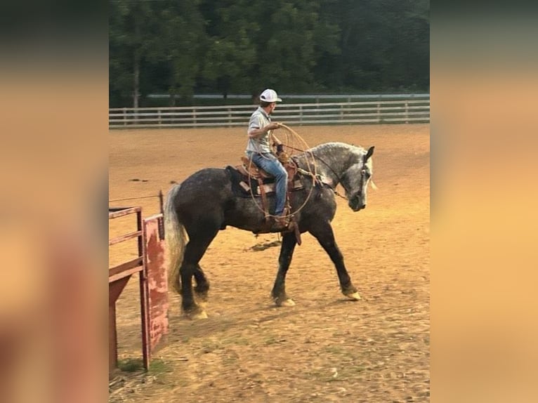 American Quarter Horse Wałach 8 lat 173 cm Siwa jabłkowita in Auburn KY