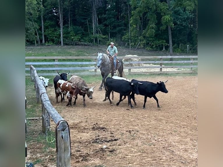 American Quarter Horse Wałach 8 lat 173 cm Siwa jabłkowita in Auburn KY