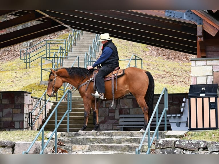 American Quarter Horse Wałach 8 lat Bułana in Rebersburg, PA