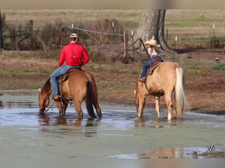 American Quarter Horse Wałach 8 lat Bułana in Carthage TX