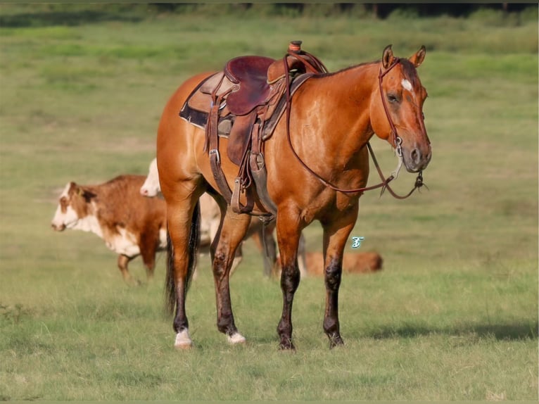 American Quarter Horse Wałach 8 lat Bułana in Carthage TX