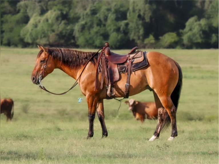 American Quarter Horse Wałach 8 lat Bułana in Carthage TX